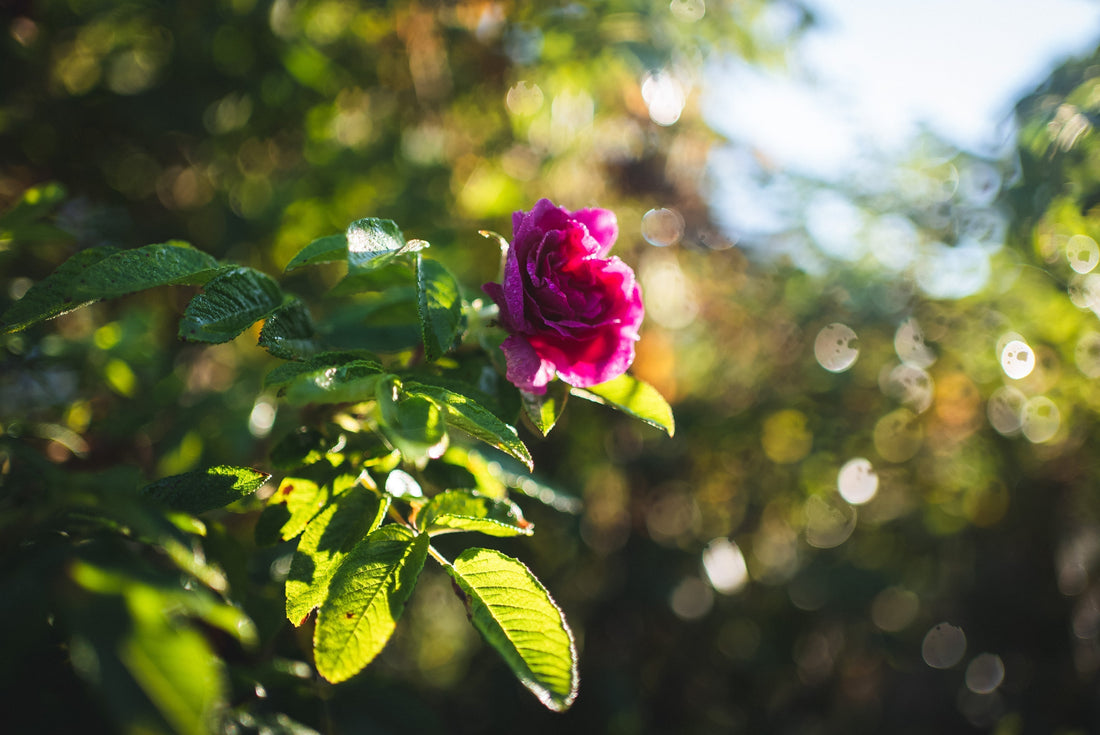 ハマナスをもっと身近に。想いを込めたおやつ